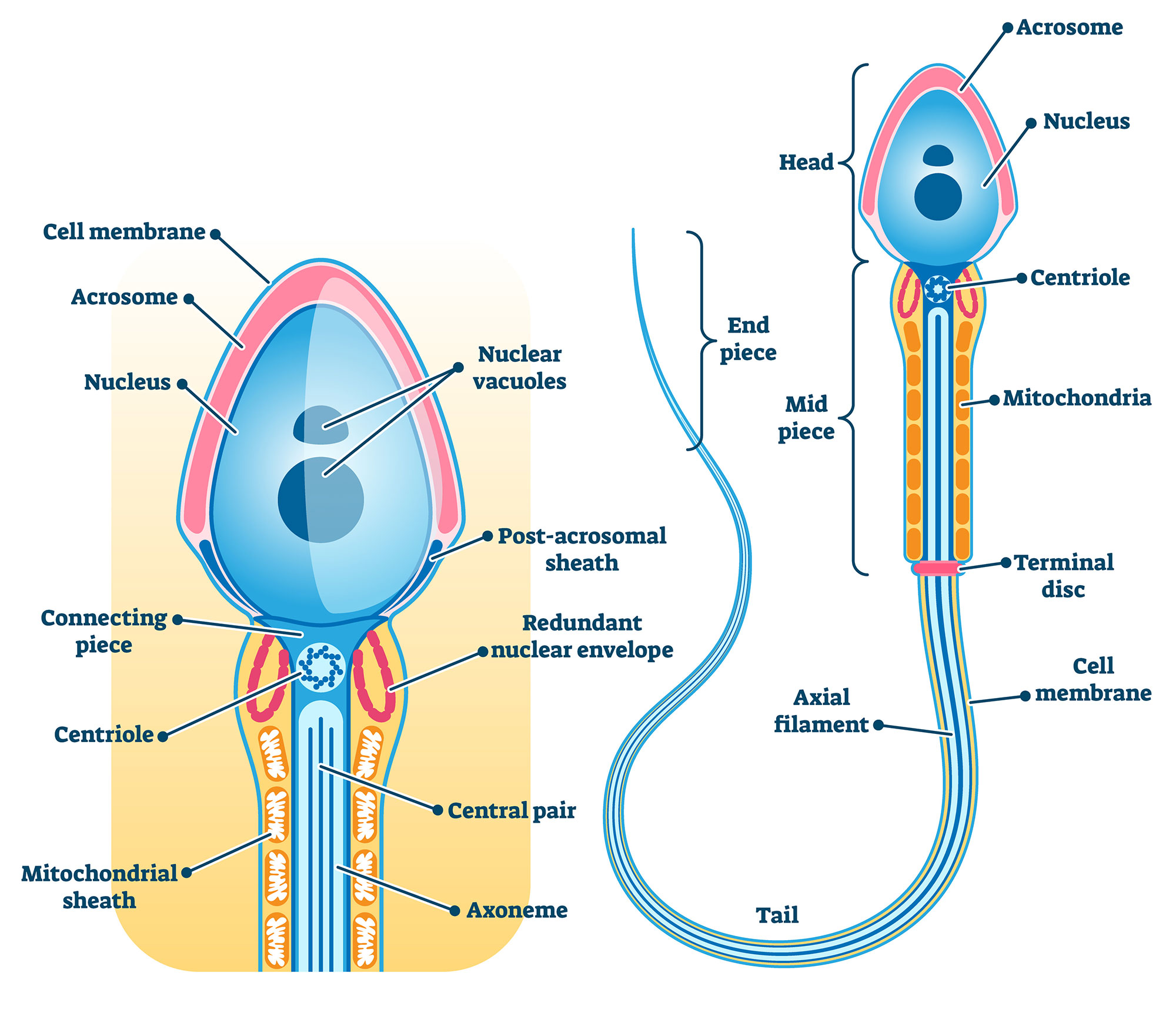 Sexologist Doctor